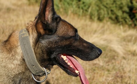 Enfermé dans un placard obscur quand il ne travaillait pas, ce chien de sécurité cherche une vraie famille aimante