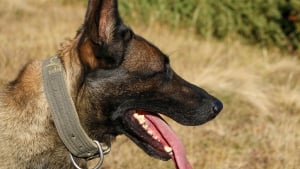 Illustration : "Enfermé dans un placard obscur quand il ne travaillait pas, ce chien de sécurité cherche une vraie famille aimante"