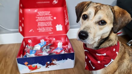 Illustration : Surprenez votre chien à Noël avec le calendrier de l’avent Canigourmand rempli de friandises naturelles