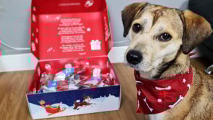 Illustration : Surprenez votre chien &agrave; No&euml;l avec le calendrier de l&rsquo;avent Canigourmand rempli de friandises naturelles