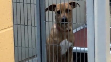 Illustration : Grâce à une bénévole, cette chienne de refuge découvre l'amour et la liberté le temps d'une journée (vidéo)