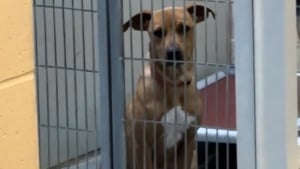 Illustration : Grâce à une bénévole, cette chienne de refuge découvre l'amour et la liberté le temps d'une journée (vidéo)