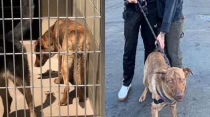 Illustration : Maigre et atteinte d'une pneumonie, cette chienne peut compter sur le dévouement de sa bienfaitrice pour retrouver un nouvel élan de vie (vidéo)