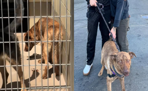 Maigre et atteinte d'une pneumonie, cette chienne peut compter sur le dévouement de sa bienfaitrice pour retrouver un nouvel élan de vie (vidéo)