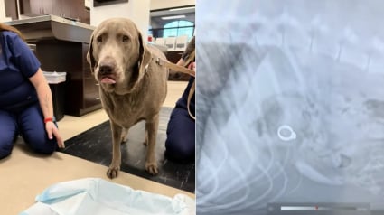 Illustration : Incapable de retrouver sa bague de fiançailles, elle suspecte son chien et l'emmène chez le vétérinaire pour en avoir le cœur net 