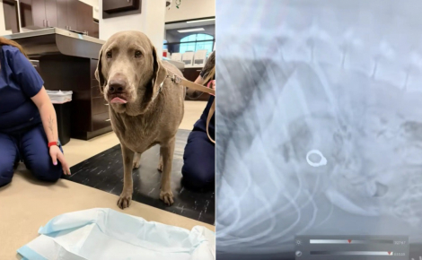 Incapable de retrouver sa bague de fiançailles, elle suspecte son chien et l'emmène chez le vétérinaire pour en avoir le cœur net 