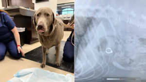 Illustration : Incapable de retrouver sa bague de fiançailles, elle suspecte son chien et l'emmène chez le vétérinaire pour en avoir le cœur net 