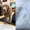 Illustration : Incapable de retrouver sa bague de fiançailles, elle suspecte son chien et l'emmène chez le vétérinaire pour en avoir le cœur net 