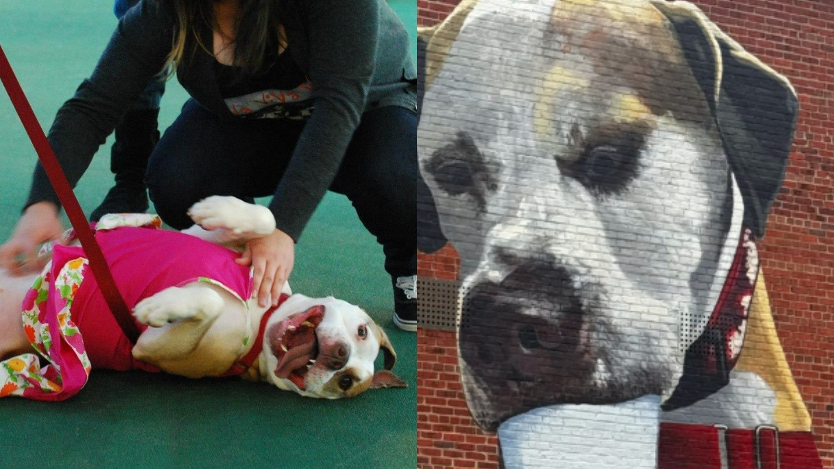 Illustration : "En mémoire à la chienne la plus ancienne du refuge, le personnel crée une fresque murale unique avec son portrait"