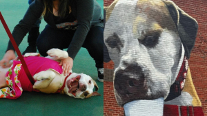 Illustration : En mémoire à la chienne la plus ancienne du refuge, le personnel crée une fresque murale unique avec son portrait