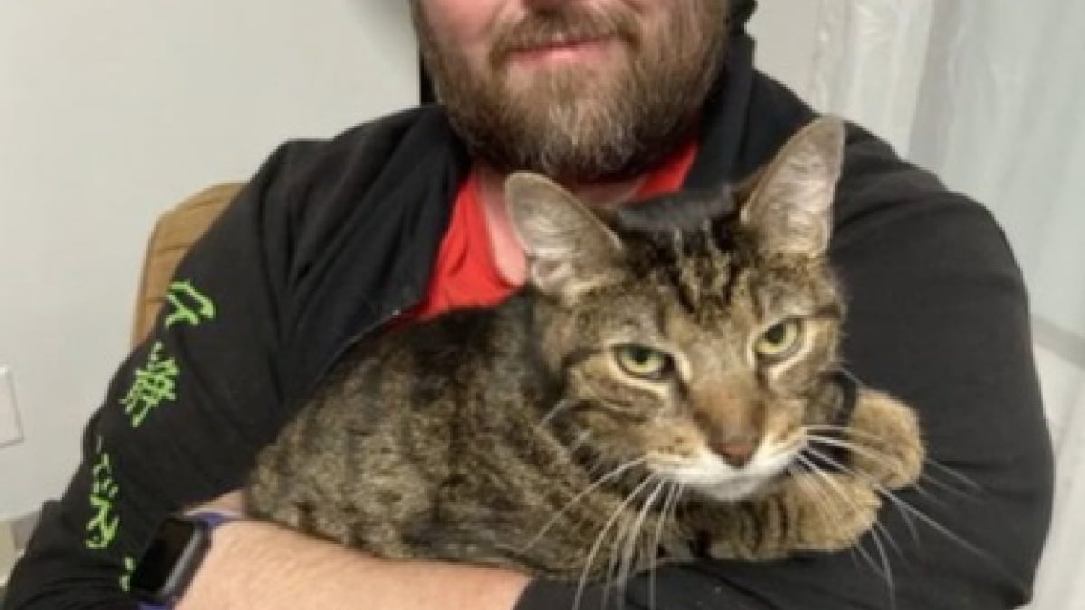 Illustration : "Son chat disparaît dans sa chambre d’hôtel, il reçoit un coup de fil déroutant quelques mois plus tard "