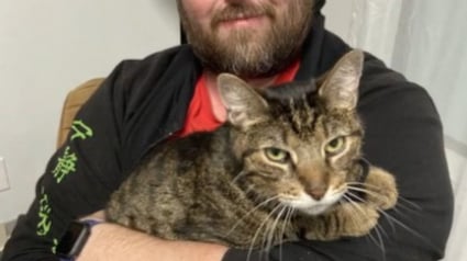 Illustration : Son chat dispara&icirc;t dans sa chambre d&rsquo;h&ocirc;tel, il re&ccedil;oit un coup de fil d&eacute;routant quelques mois plus tard 