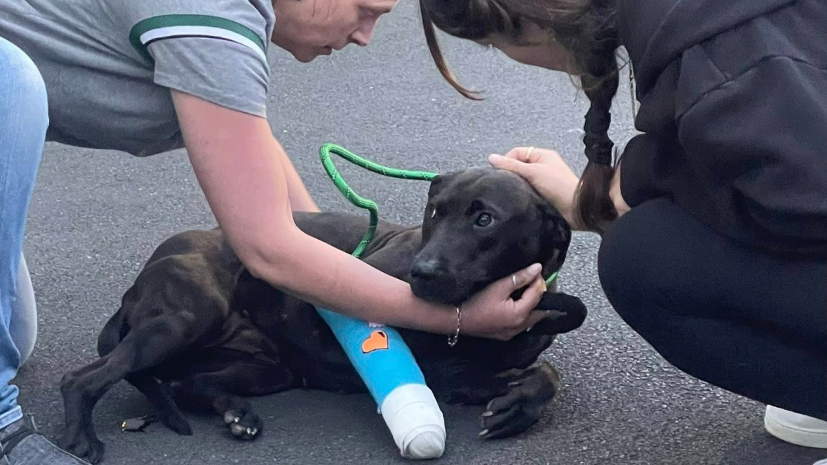 Illustration : "« Il la terrifiait », une sauveteuse négocie avec un homme pour prendre en charge sa chienne maltraitée et lui offrir de l'amour"