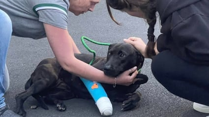 Illustration : « Il la terrifiait », une sauveteuse négocie avec un homme pour prendre en charge sa chienne maltraitée et lui offrir de l'amour