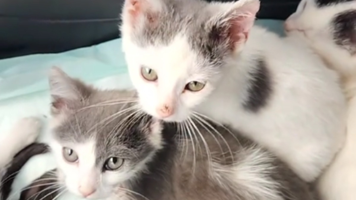 Illustration : "Avec leurs pattes en forme de pinces de crabe, ces 3 chatons attendrissants cherchent désormais leur famille "