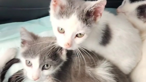 Illustration : Avec leurs pattes en forme de pinces de crabe, ces 3 chatons attendrissants cherchent désormais leur famille 