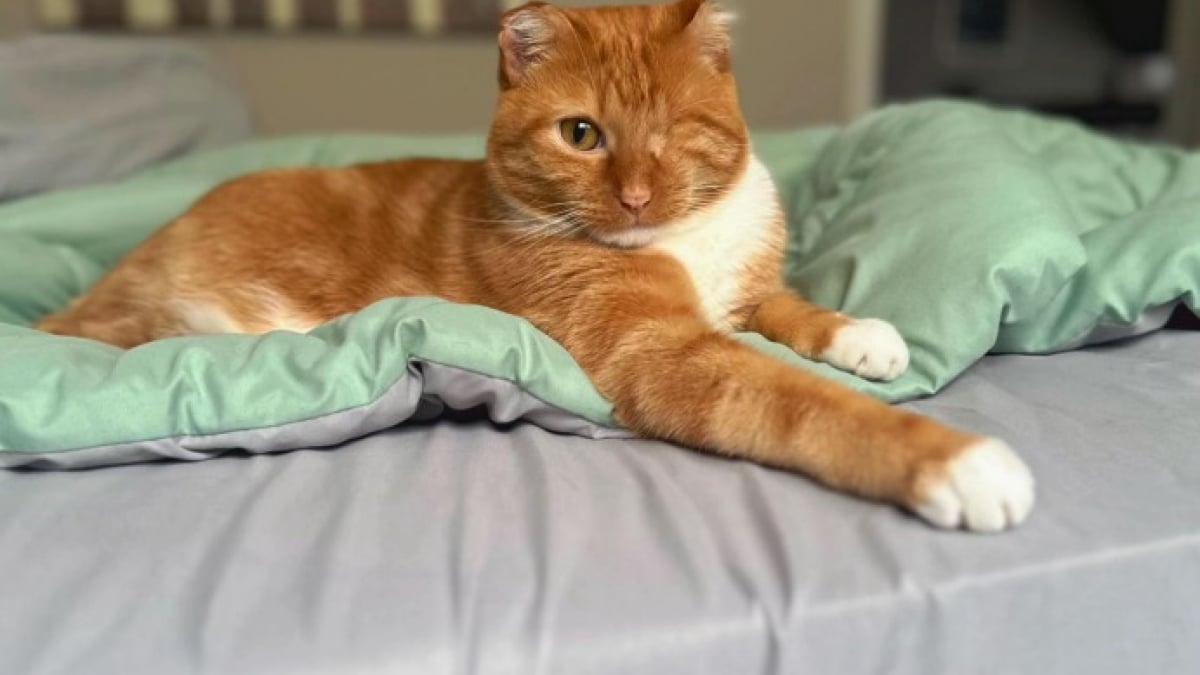 Illustration : "Ce chat, qui a perdu ses oreilles et sa queue à cause d’engelures, n’aura plus jamais à subir le froid"