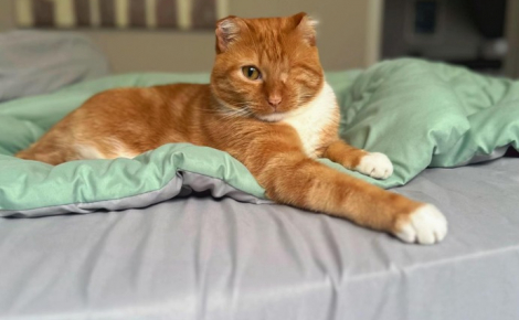 Ce chat, qui a perdu ses oreilles et sa queue à cause d’engelures, n’aura plus jamais à subir le froid