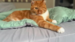 Illustration : "Ce chat, qui a perdu ses oreilles et sa queue à cause d’engelures, n’aura plus jamais à subir le froid"