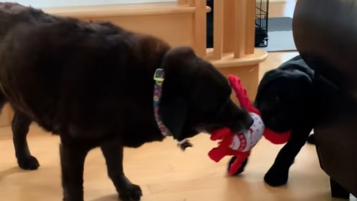 Illustration : "Depuis que ce Labrador âgé a accueilli un petit frère, il a retrouvé toute sa vitalité de chiot (vidéo)"