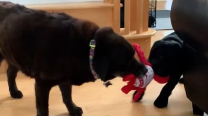 Illustration : Depuis que ce Labrador &acirc;g&eacute; a accueilli un petit fr&egrave;re, il a retrouv&eacute; toute sa vitalit&eacute; de chiot (vid&eacute;o)