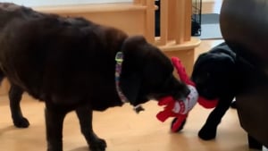 Illustration : "Depuis que ce Labrador âgé a accueilli un petit frère, il a retrouvé toute sa vitalité de chiot (vidéo)"