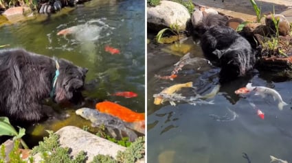 Illustration : D&egrave;s qu'il plonge ses pattes dans l'eau, cet imposant crois&eacute; Berger Allemand voit les carpes Ko&iuml; se pr&eacute;cipiter vers lui (vid&eacute;o)
