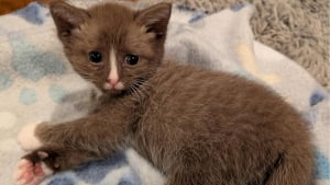 Illustration : Elle surveille longuement un chaton seul sur un parking, comprend que sa m&egrave;re ne reviendra pas et d&eacute;cide d'intervenir (vid&eacute;o)