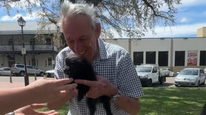 Illustration : F&eacute;brile avant la rencontre, ce grand-p&egrave;re r&eacute;alise le r&ecirc;ve de sa vie en adoptant un adorable Loulou de Pom&eacute;ranie (vid&eacute;o)