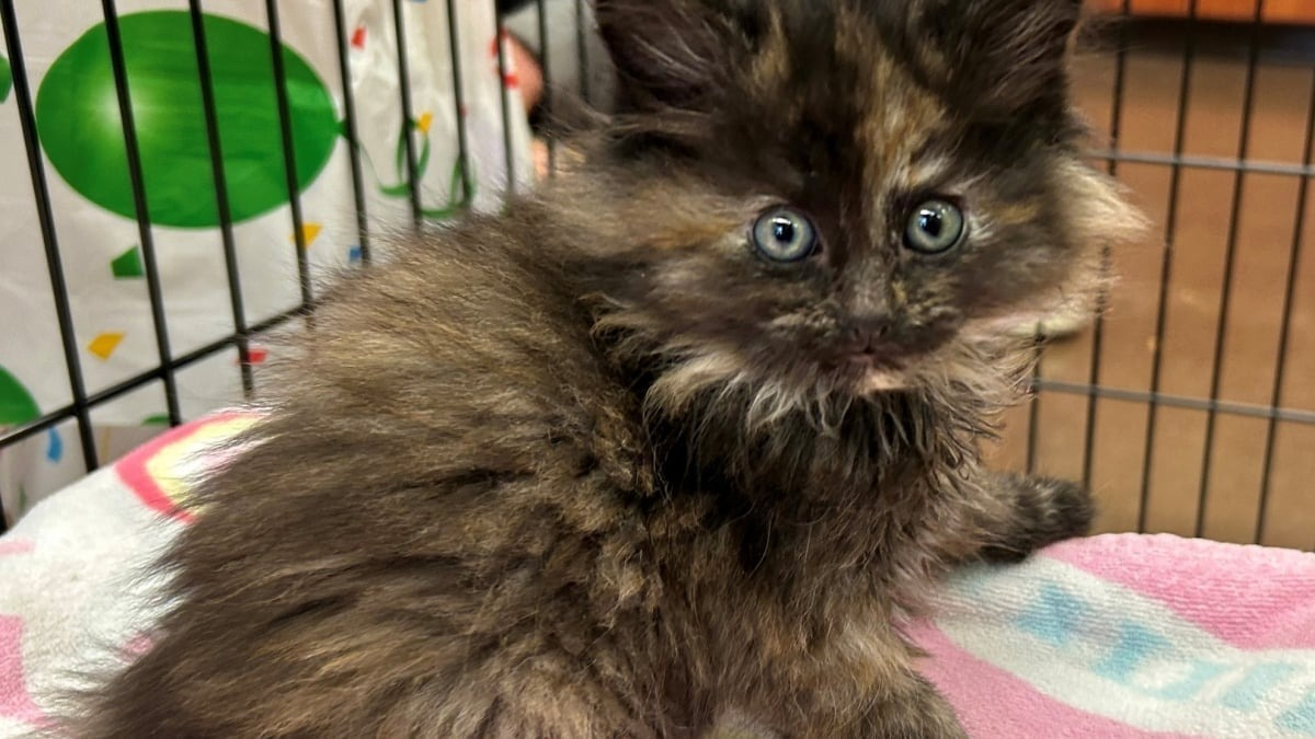 Illustration : "Emmené chez le vétérinaire pour être stérilisé, ce chaton écaille de tortue révèle une particularité d’une très grande rareté"