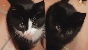 Illustration : Trouvés errants dans une zone industrielle, ces adorables chatons découvrent enfin ce qu’est le véritable amour