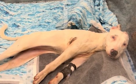 « Tout le monde était sous le choc », alors que tout espoir semblait perdu, l'équipe du refuge découvre une chienne paralysée debout devant son box (vidéo)