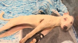 Illustration : « Tout le monde était sous le choc », alors que tout espoir semblait perdu, l'équipe du refuge découvre une chienne paralysée debout devant son box (vidéo)