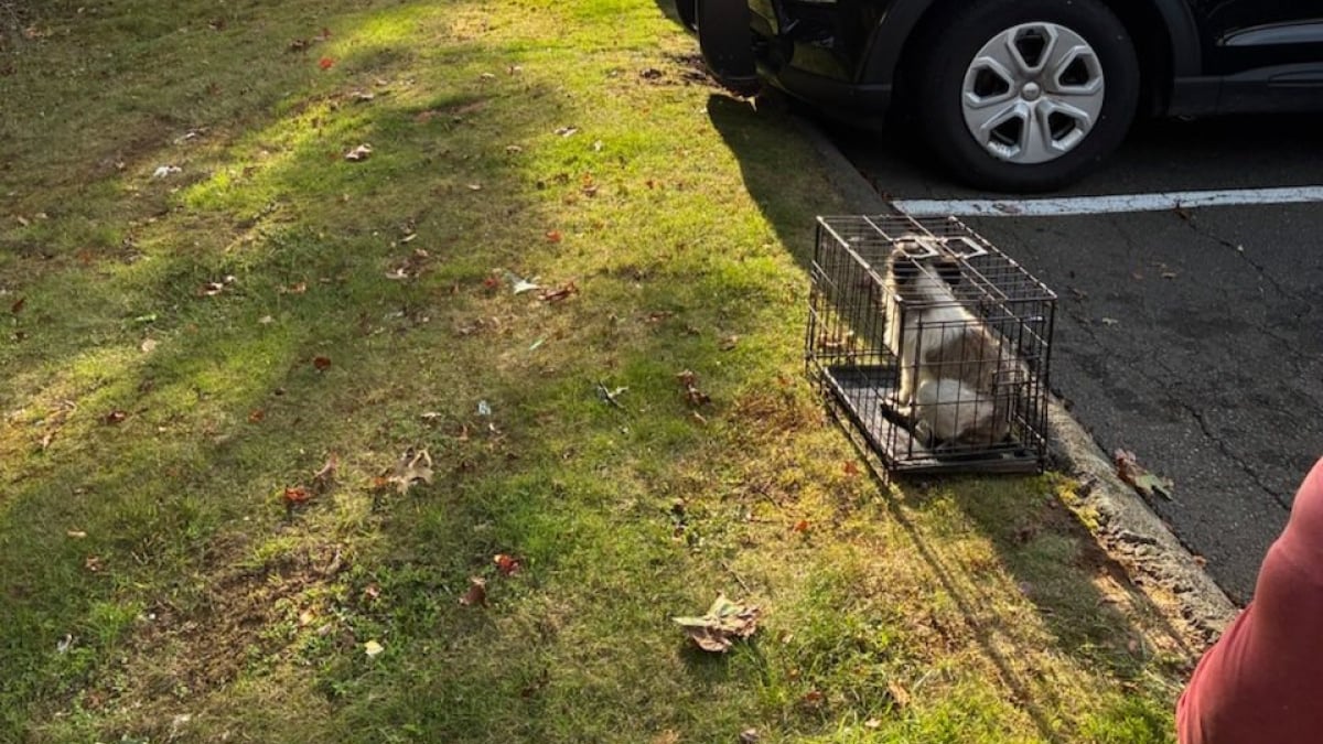 Illustration : "Enfermé dans une cage au milieu d'un parking bondé, ce chien impuissant voit enfin des passants s'arrêter pour l'aider"
