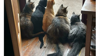 Illustration : 18 photos qui prouvent que les chats aussi peuvent avoir un esprit de meute