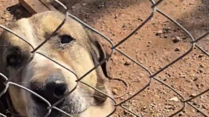 Illustration : Une chienne n&eacute;glig&eacute;e s&rsquo;enfuit constamment de chez elle pour obtenir de l&rsquo;aide et sauver ses chiots