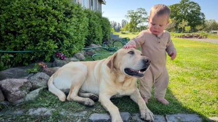 Illustration : &laquo; J'&eacute;tais d&eacute;vast&eacute;e et incr&eacute;dule &raquo;, elle d&eacute;couvre son chien adopt&eacute; par une autre famille et se bat pour le r&eacute;cup&eacute;rer