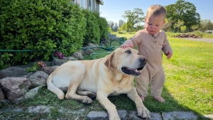 Illustration : « J'étais dévastée et incrédule », elle découvre son chien adopté par une autre famille et se bat pour le récupérer