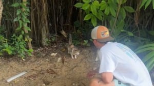 Illustration : "Alors que l'hôtel refusait d'abriter l'animal, une touriste livre une bataille acharnée pour protéger ce chat aveugle de l'ouragan"