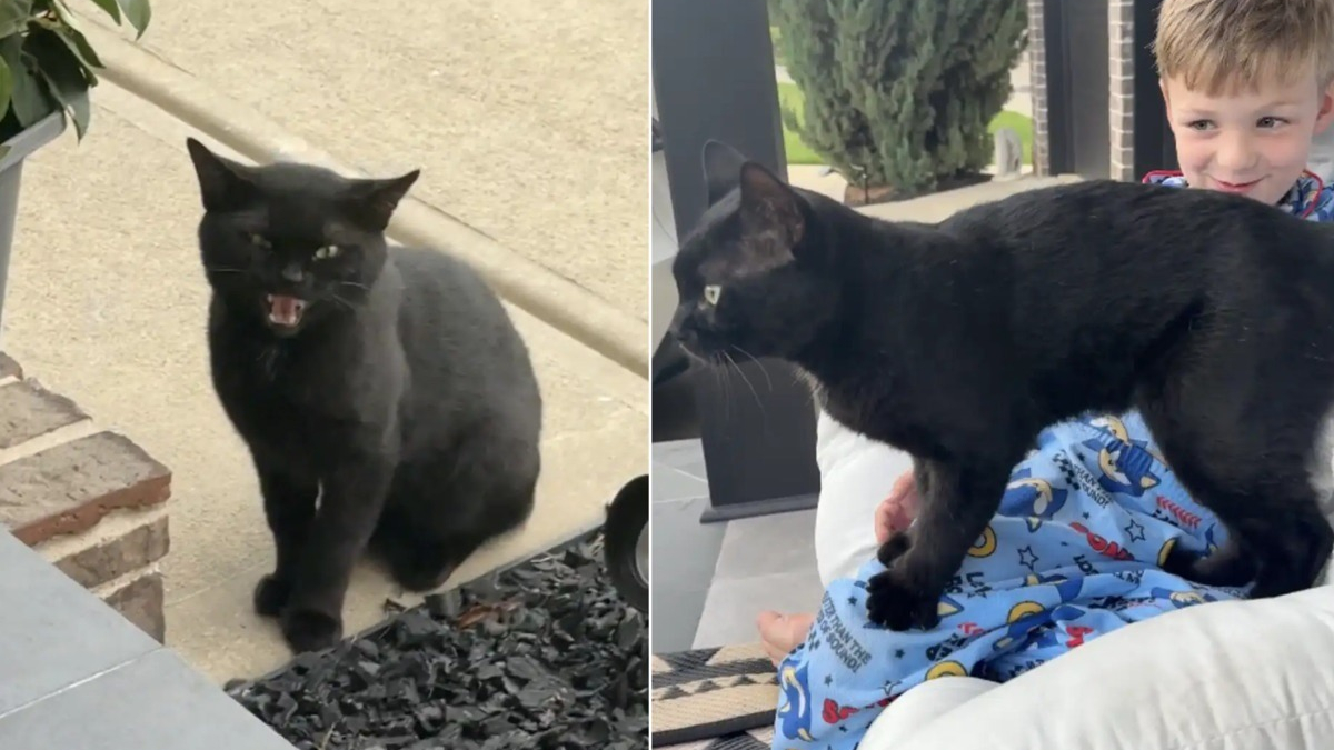 Illustration : "Elle tente de communiquer avec un chat errant en miaulant et le voit traverser la rue pour entrer chez elle (vidéo)"