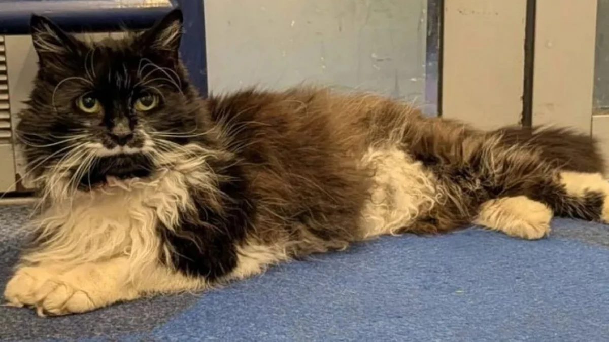 Illustration : "Une chatte connue pour son amour de l’aventure grimpe dans un train sans l’accord de ses propriétaires "