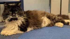 Illustration : "Une chatte connue pour son amour de l’aventure grimpe dans un train sans l’accord de ses propriétaires "