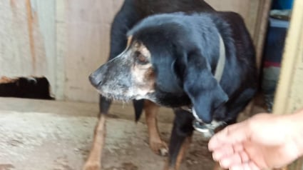 Illustration : Ils cherchent une solution pour offrir le meilleur accueil &agrave; une chienne tr&egrave;s &acirc;g&eacute;e, mais le propri&eacute;taire de celle-ci en d&eacute;cide autrement 