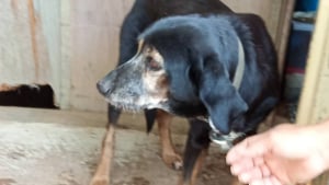 Illustration : "Ils cherchent une solution pour offrir le meilleur accueil à une chienne très âgée, mais le propriétaire de celle-ci en décide autrement "