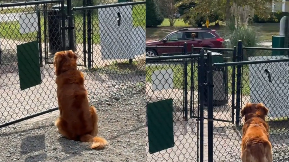 Illustration : "Déçu de ne trouver aucun ami au parc pour jouer, la tristesse de ce chien s'envole lorsqu'une voiture familière se gare enfin (vidéo)"