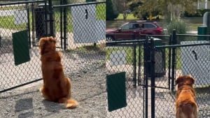 Illustration : Déçu de ne trouver aucun ami au parc pour jouer, la tristesse de ce chien s'envole lorsqu'une voiture familière se gare enfin (vidéo)