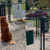 Illustration : Déçu de ne trouver aucun ami au parc pour jouer, la tristesse de ce chien s'envole lorsqu'une voiture familière se gare enfin (vidéo)