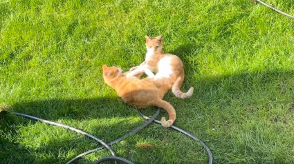 Illustration : Un chat endeuill&eacute; retrouve sa joie de vivre en constatant que ses voisins ont adopt&eacute; son fr&egrave;re (vid&eacute;o)