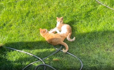 Un chat endeuillé retrouve sa joie de vivre en constatant que ses voisins ont adopté son frère (vidéo)