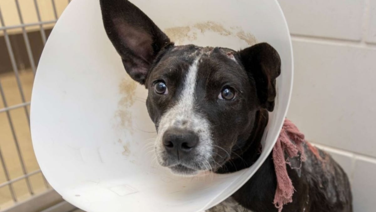 Illustration : "Sauvée de sa caisse étouffante dans laquelle elle était enfermée, cette chienne inquiète les soignants lorsque d'étranges bulles apparaissent soudainement sur son pelage"